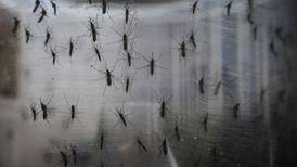 Muertes por picadura de mosquito del dengue rompen récord
