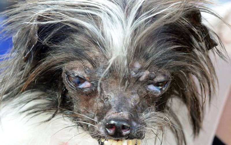 FOTOS: Conozcan los perros más "horribles" del – Publimetro México