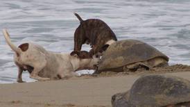 Perros atacan a tortugas mientras desovan en playas de Yucatán
