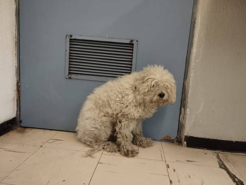 Rescate de perrito en estación Oceanía de la Línea B del Metro