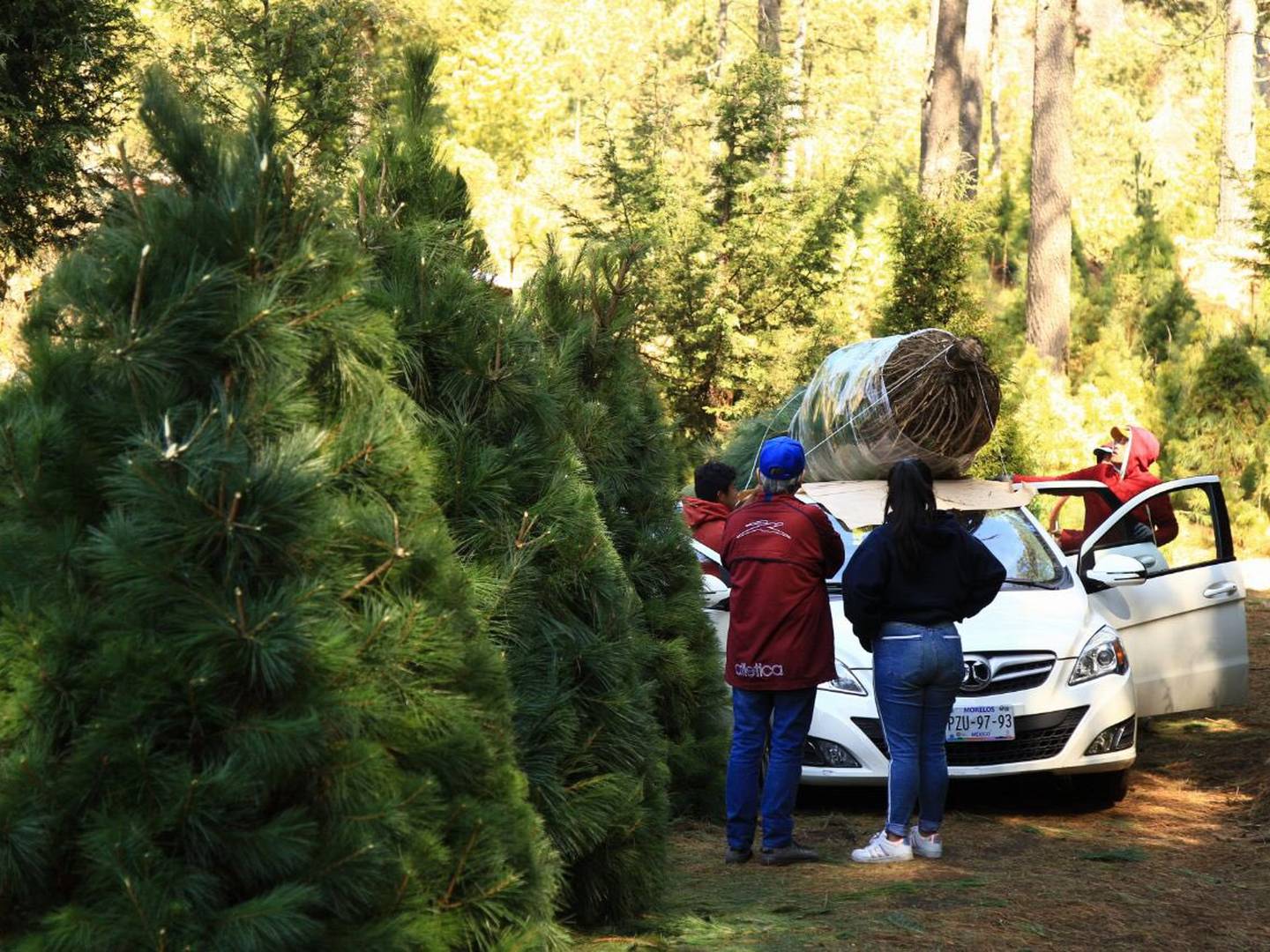 Puñalada Anunciante Mansedumbre Cuánto cuesta comprar un árbol de Navidad natural en 2022?
