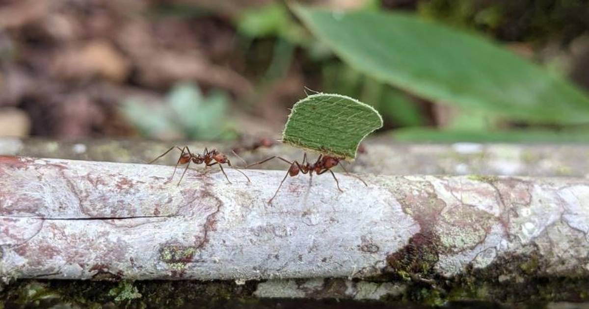 Science.-Ants have taken over the world after flowering plants – Publimetro México