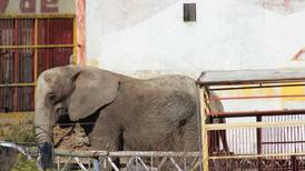 Rescatan a elefanta Annie que estaba abandonada en predio de Jalisco