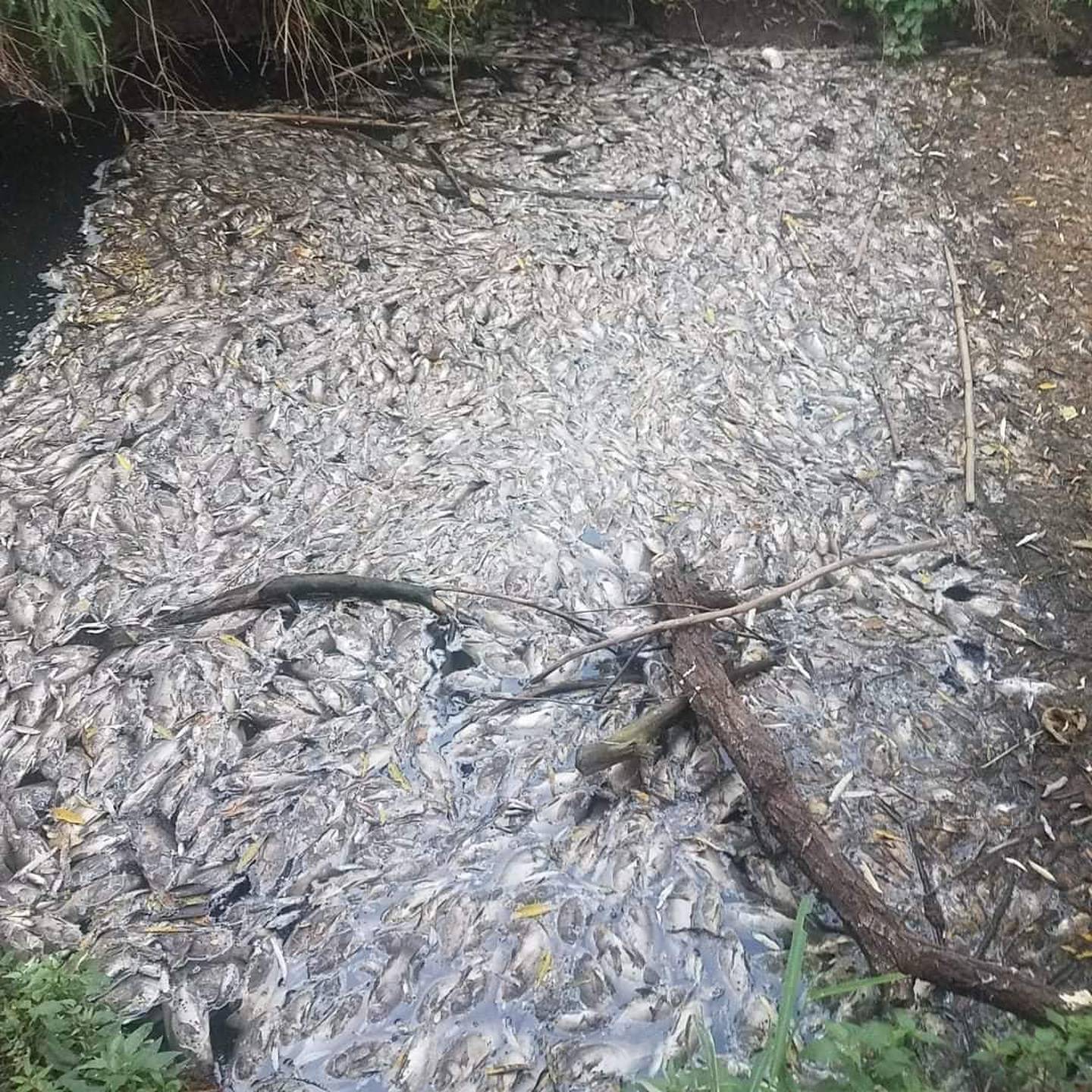 Peces muertos por la contaminación de la presa San Onofre.