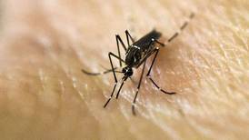 San Luis Potosí reporta 133 casos sospechosos de dengue