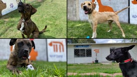 Día del Niño: adopta un perro rescatado del Metro y dale un hogar