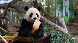 Trillizos panda celebran su séptimo cumpleaños en China