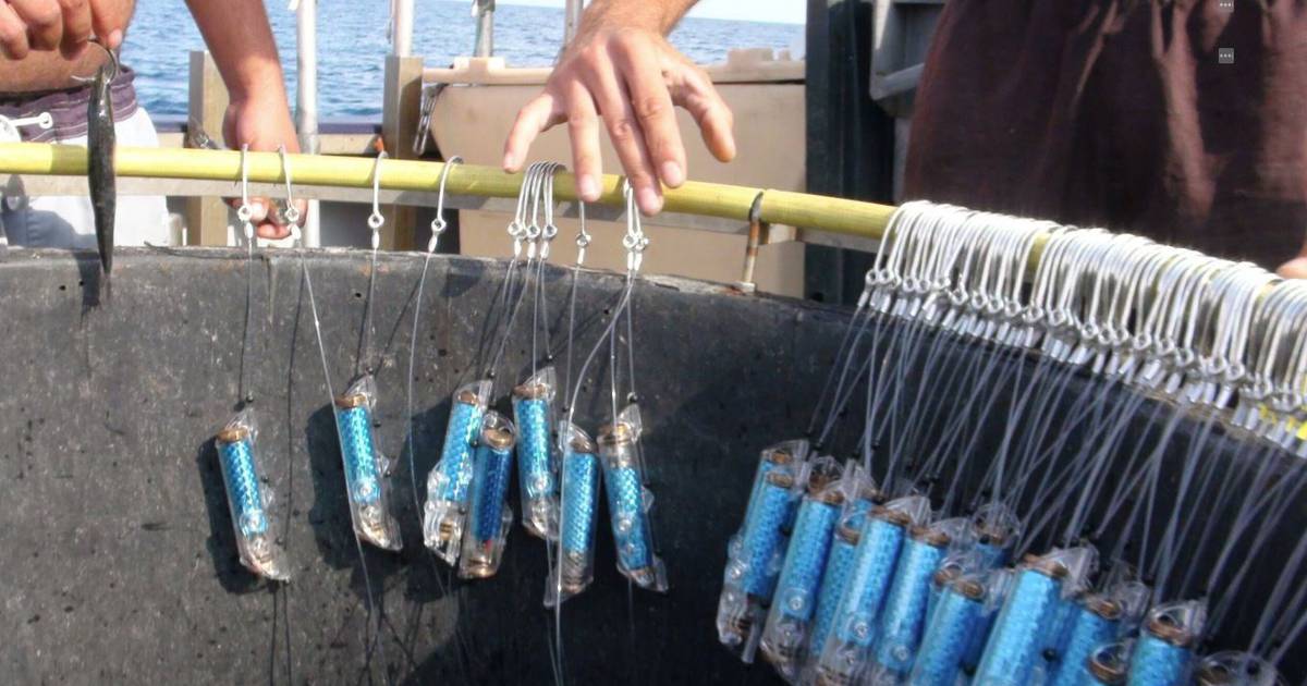 Science.  – Electric pulses to reduce bycatch of sharks – Publimetro México
