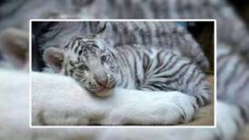 Buscan nombre para crías hembras de tigre blanco en Edomex; consulta aquí la dinámica