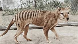 Científicos australianos buscan revivir al tigre de Tasmania; será devuelto a su hábitat 