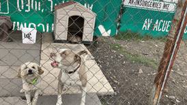 Saturación canina: exceso de perros comienza a desbordar a la CDMX 