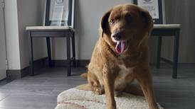 Suspende título de Bobi, el perro más viejo del mundo por dudas en su edad  
