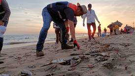 Microalga provoca muerte de peces en playa de Sinaloa; expertos buscan relación con aumento de temperaturas