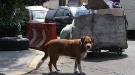 Veterinaria chilena aplica vacunas para perros a decenas de personas