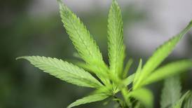 Países Bajos inicia programa piloto para vender cannabis de manera legal