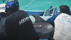 Activistas salvan a cría de delfín de cuerda enredada en playas de Quintana Roo