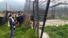 Hallan más de 190 felinos en santuario de Tlalpan, lugar donde eran maltratados