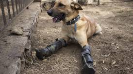 Pay de Limón, perro rescatado por Milagros caninos de la tortura de Los Zetas