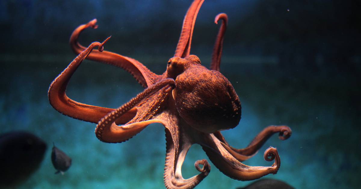 Scientists are of the opinion that octopuses can dream like humans