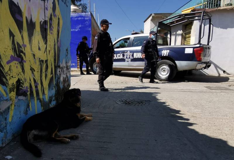 Un perro que transportaba una extremidad humana en Oaxaca descansa mientras policías municipales aseguran el miembro humano.