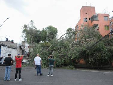 Lluvia y fuertes vientos en la CDMX derriban decenas de árboles, ramas y anuncios  