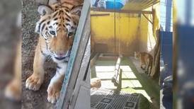 Encuentran un lindo “gatito”, catean domicilio y hallan droga y un tigre