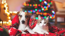 Guía para el cuidado de tus mascotas en las celebraciones de navidad