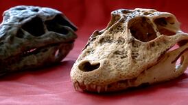 Científicos descubren fósiles de 148 millones de años del “abuelo” de los cocodrilos
