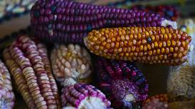 Chefs mexicanos impulsan la venta de maíces de colores y dan esperanza a los agricultores 