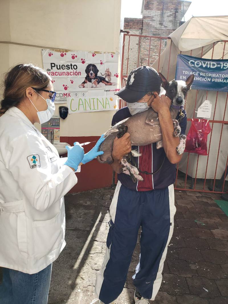 Vacunación contra la rabia a mascotas en CDMX.