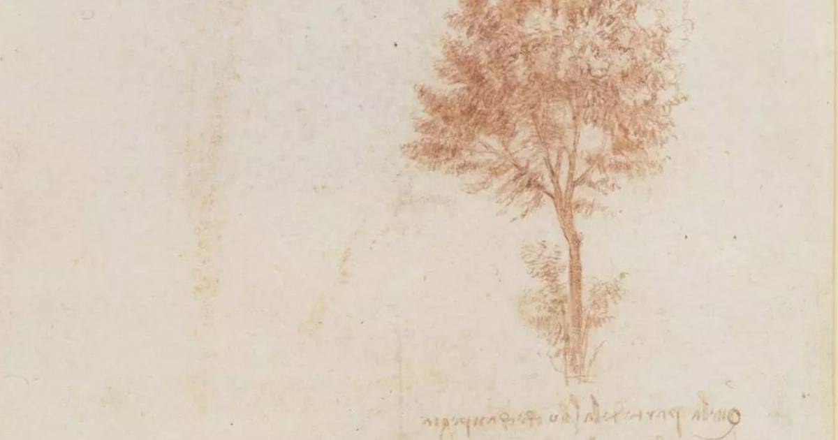 Science – A new study refutes the rule of trees established by Leonardo da Vinci – Publimetro México