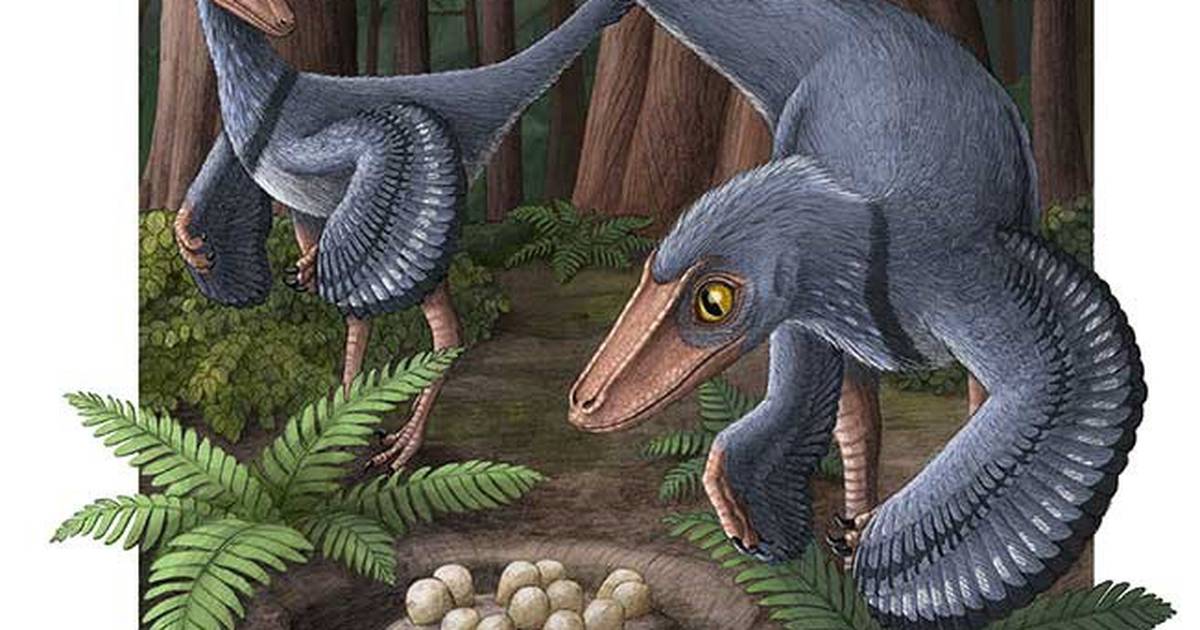 Science.-a warm-blooded dinosaur laid eggs in communal nests – Publimetro México