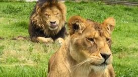 Felinos maltratados en santuario Black Jaguar-White Tiger serán recibidos en zoológicos: Sheinbaum 