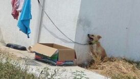 Perrito murió por golpe de calor en Yucatán; estaba encadenado afuera de una casa