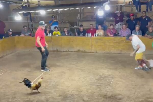 En Colima, gallo ataca a su dueño en plena pelea