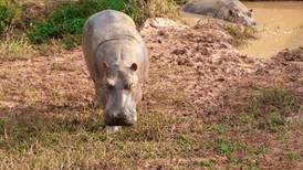 Hipopótamos de Pablo Escobar son considerados especie invasora