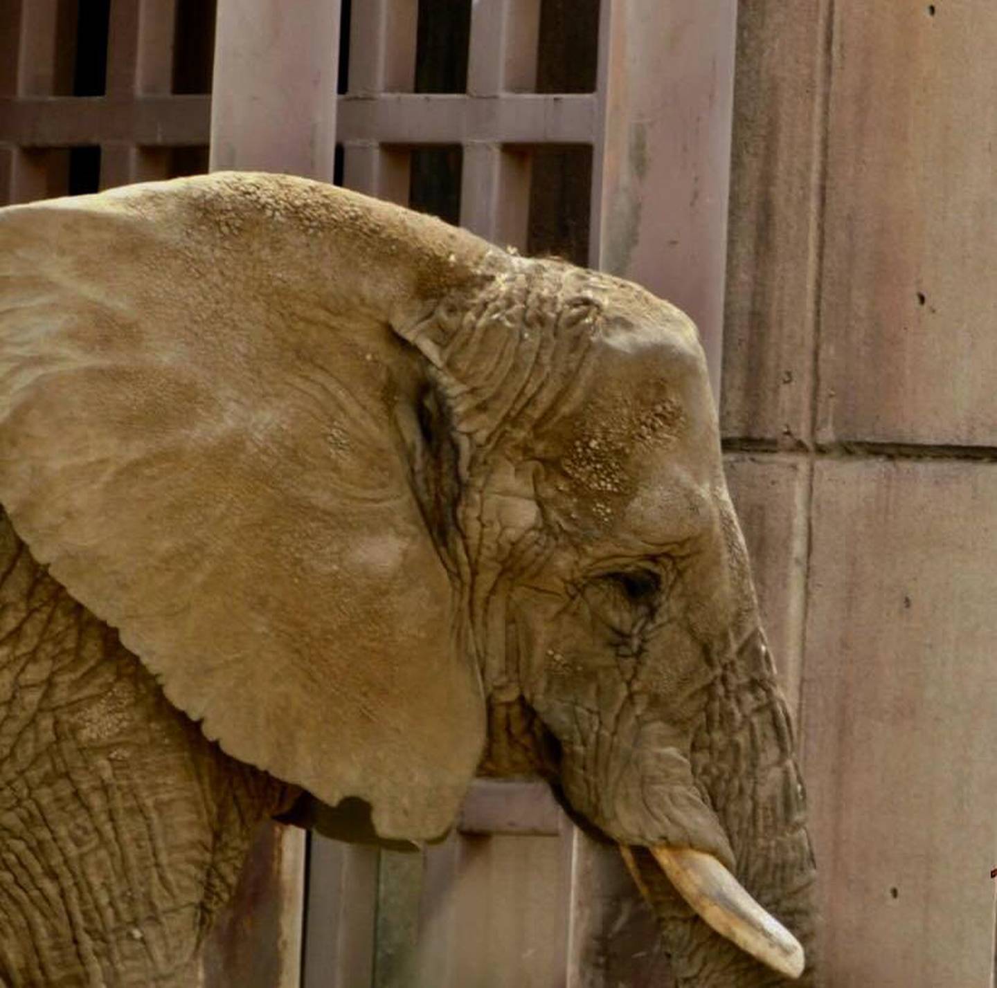 Elefanta Ely en el Zoológico de San Juan de Aragón. Foto: Abriendo Jaulas & Abriendo Mentes