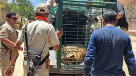 Ambientalistas piden que se rescate a cuatro tigres, son mascotas en un terreno en Tlaquepaque