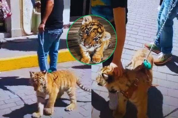 Como si fuera mascota, hombre pasea con correa a cachorro de tigre en Hidalgo 