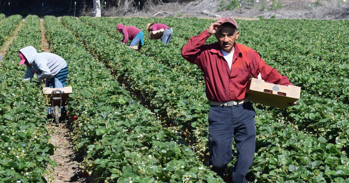 Canada offers work to Mexicans, but legally
