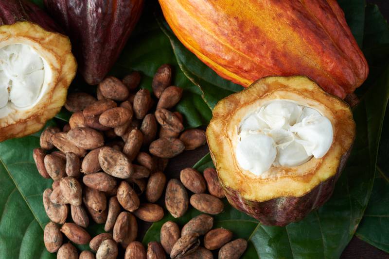 Día Mundial del Cacao El Santuario