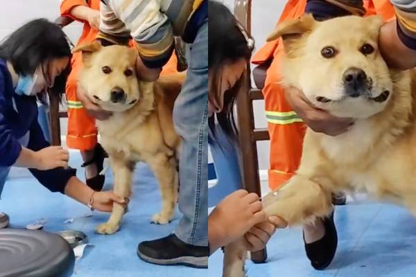 ¡Sintió el verdadero terror! Perrito enternece por su cara de miedo durante examen de sangre