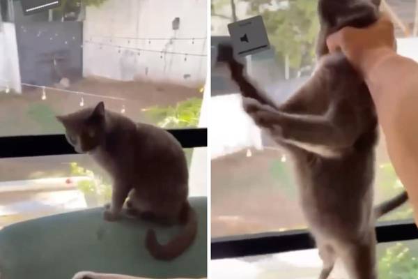 Exhiben a ‘influencer’ fitness Daddy Aioli por videos donde ahorca y golpea brutalmente a su gata