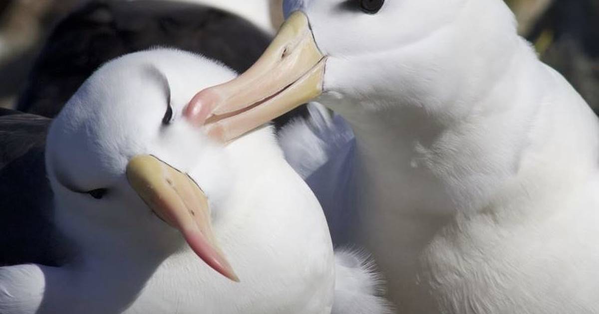 Science.-Albatrosses can dive to more than 19 meters deep – Publimetro México
