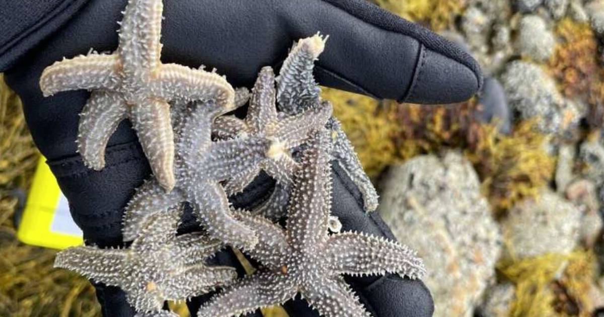 Science – Evidence of hybridization between starfish species – Publimetro México