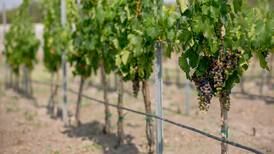 Clúster vitivinícola tiene la meta de duplicar hectáreas