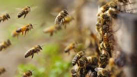 Una historia de abejas y de ineficiencia