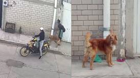 ¡Lo amarraron a un poste! Pareja abandona a perrito en calles de Puebla