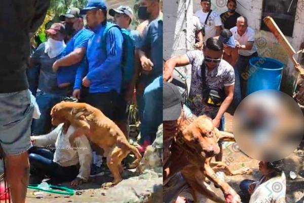Perrito defiende a su dueño de ser linchado en calles de Taxco