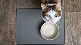 Nutrición felina: Todo lo que necesitas saber para alimentar saludablemente a tu gato